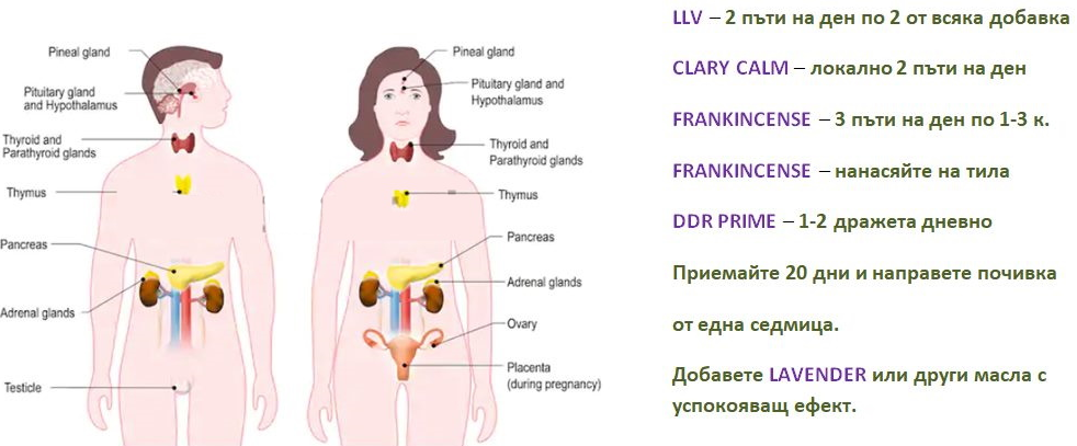 Endokrinna Sistema Aromafamily Bg